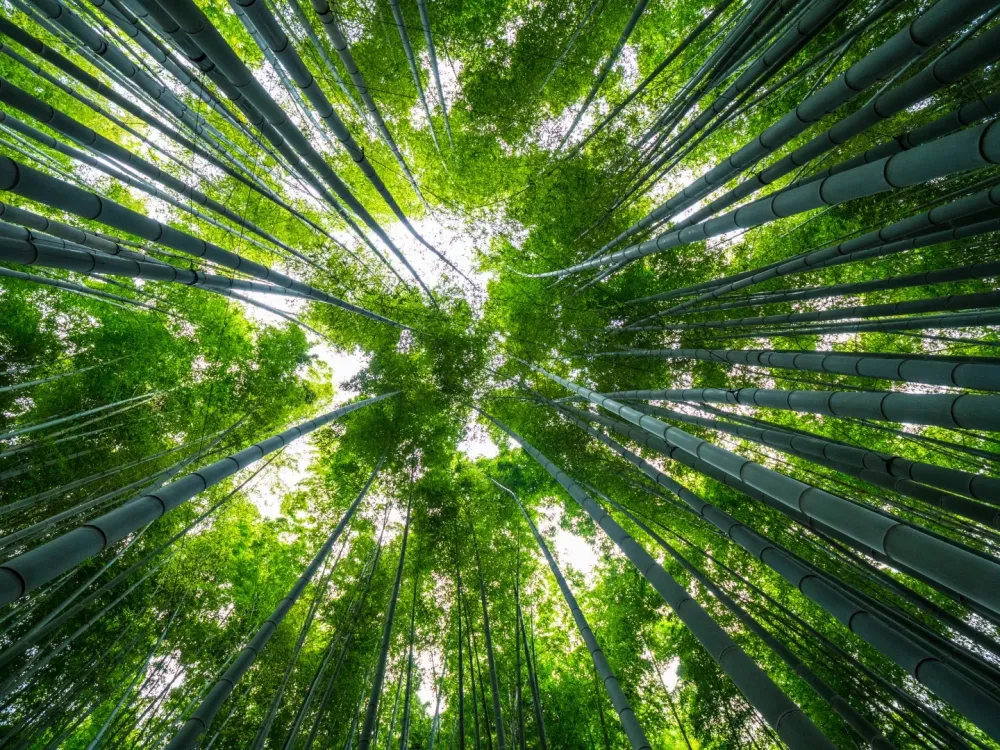 zen (1)